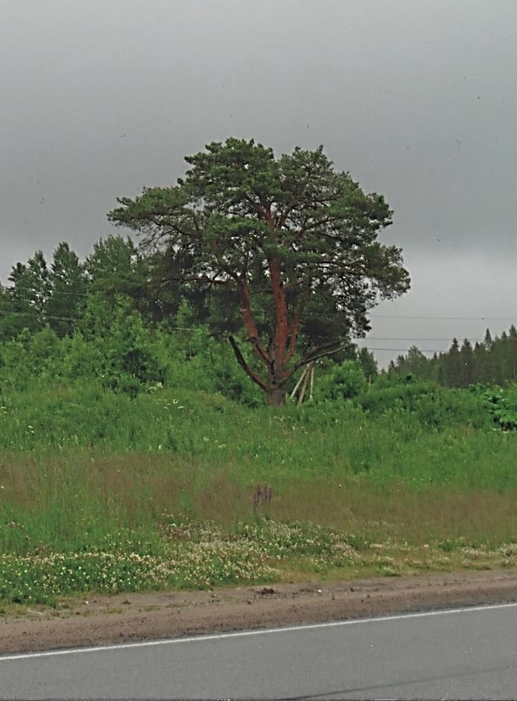 Myöhemmät tutkimukset osoittavat, että suku on paikallistunut kokonaan tähän yhteen kylään. Reino Harjun koti oli lähellä Ristkujasia.