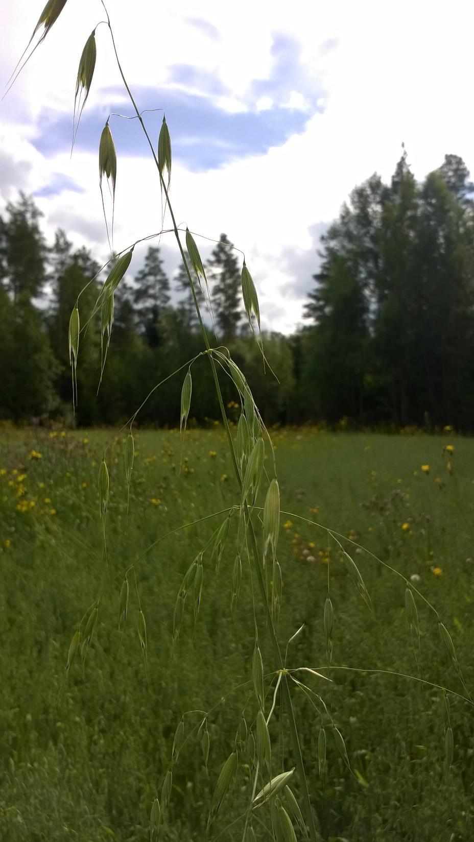 Hukkakaurasta Ojien pientareilla hukkakauran kemiallinen pesäkekäsittely on sallittua. Saastunnan laajuuteen nähden tarpeeton ruiskuttaminen pientareilla on kielletty.