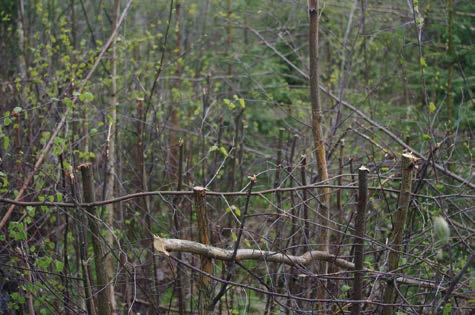 Riistametsänhoitaja voi katkaista pihlajia, pajuja tai haapaa vyötärön korkeudelta taimikkoon. Aikaansaadaan pusikkoa, jossa tuottaa hirvelle ruokaa ja alla on suojaa linnuille.
