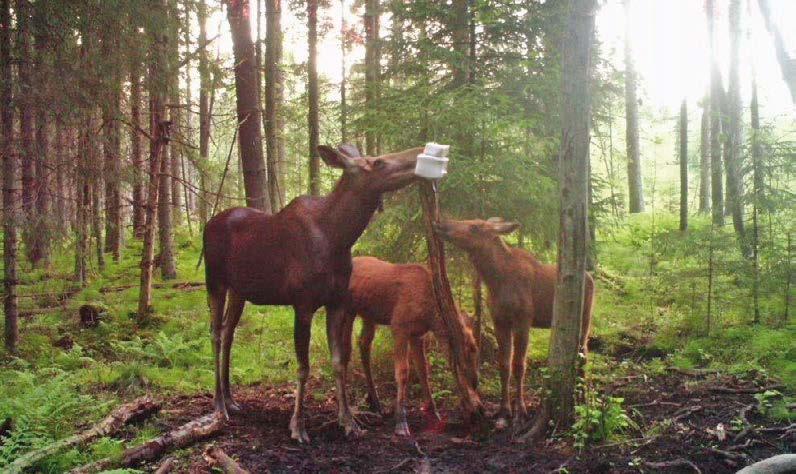 varapuheenjohtajan tervehdys 4 Aktiivista kesää Suomen Metsästäjäliiton Uudenmaan piirille.