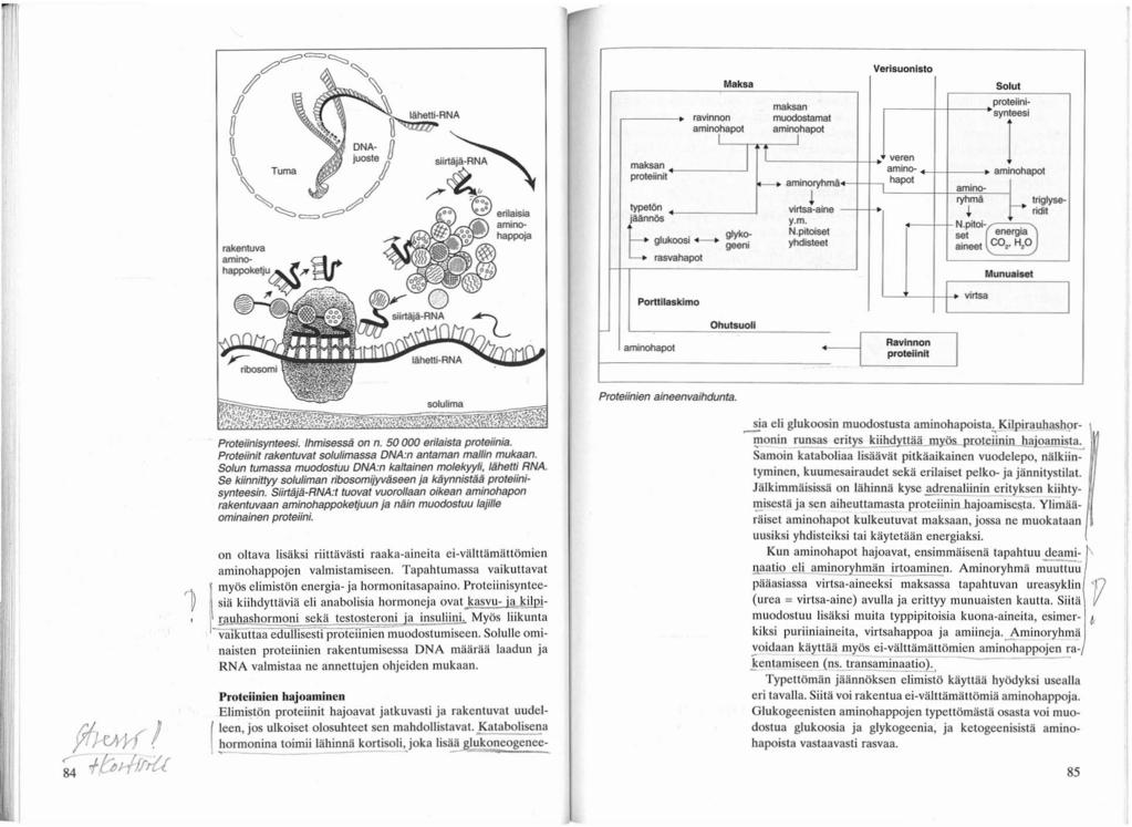 [' IAheUi-RNA Maksa I T maksan muodostamat aminohapot ~ _ amlnoryhmå Verisuonlsto Solut aminohapol proteiini- synteesi ravinnon amj~pot veren amino- hapot maksa" proteiinil aminotypetoo """" 1--.