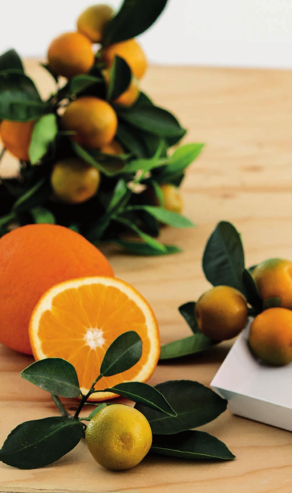 Citrus 00085 / 12 Pakkaus sisältää: Citrus Käsi- ja vartalosaippua 300 ml Hypoparfum Citrus Käsivoide 125 ml Hypoparfum Kartonkipakkaus (12 18 6 cm) INCI Citrus Käsi- ja vartalosaippua: Aqua, Sodium