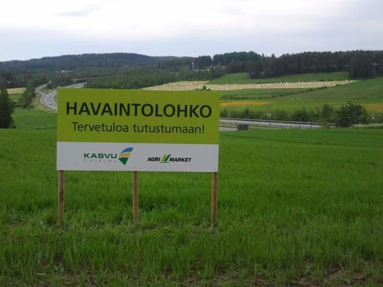 kevätvehnät Aukusti