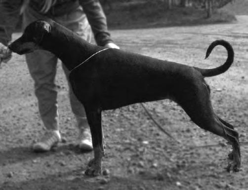 Kennel BETELGES Serbia Montenegro Kasvattaja Maksimovic, Slobodan Syntynyt 8.5.