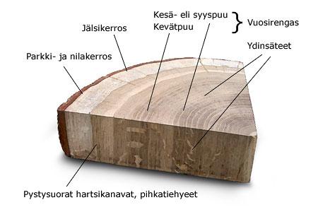 lähempänä puun kuorta kuin sydänpuu.