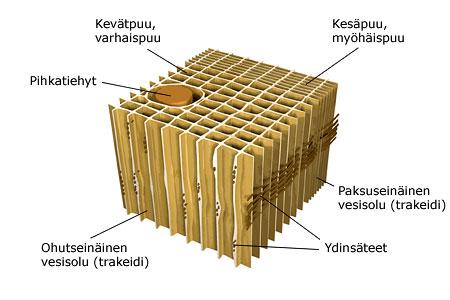 veden kuljetuksen toimivuuden. Varsinaisten solujen ympärillä on tyypillisen puukudoksen tavoin useista kerroksista koostuvat soluseinämät.