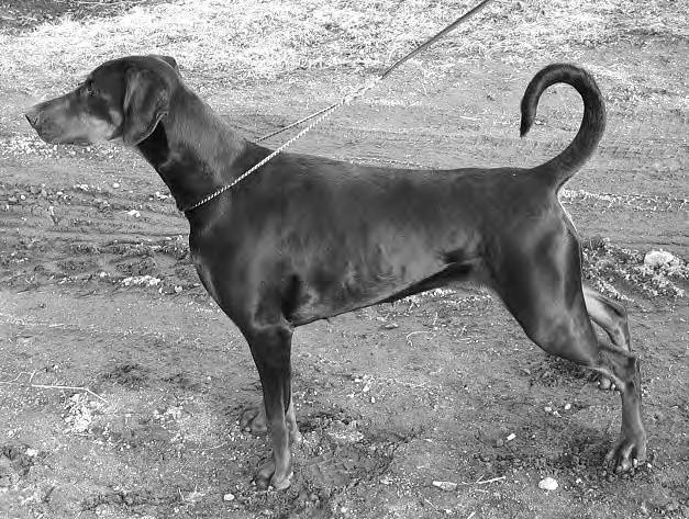 M0 03/06/04 A DREAMS BODYGUARD - TIADOR S AMY-AMANDA TIADOR S DIA-DANIELA (01) terve COME AS YOU ARE DOGZILLA - TIADOR S AMY-AMANDA TOSCANINA S ENECTA-ESCADA (98) A terve M0 02/03/04 BARON EBO AV