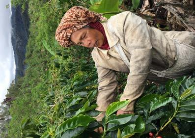 Hienoimmat Arabica-kahvilaadut kasvavat korkealla vuoristoissa jyrkillä rinteillä. Kahvimarjat on poimimisen jälkeen toimitettava mahdollisimman nopeasti jatkotuotantoon käsittelyasemille.