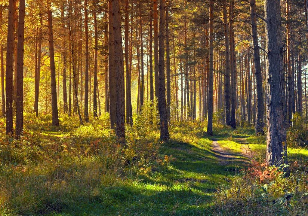 Uudistuva metsäyrittäjä hankkeen tavoite mahdollisuus uudistaa omaa liiketoimintaansa vastaamaan paremmin nykyisen arvoverkon vaatimuksia.