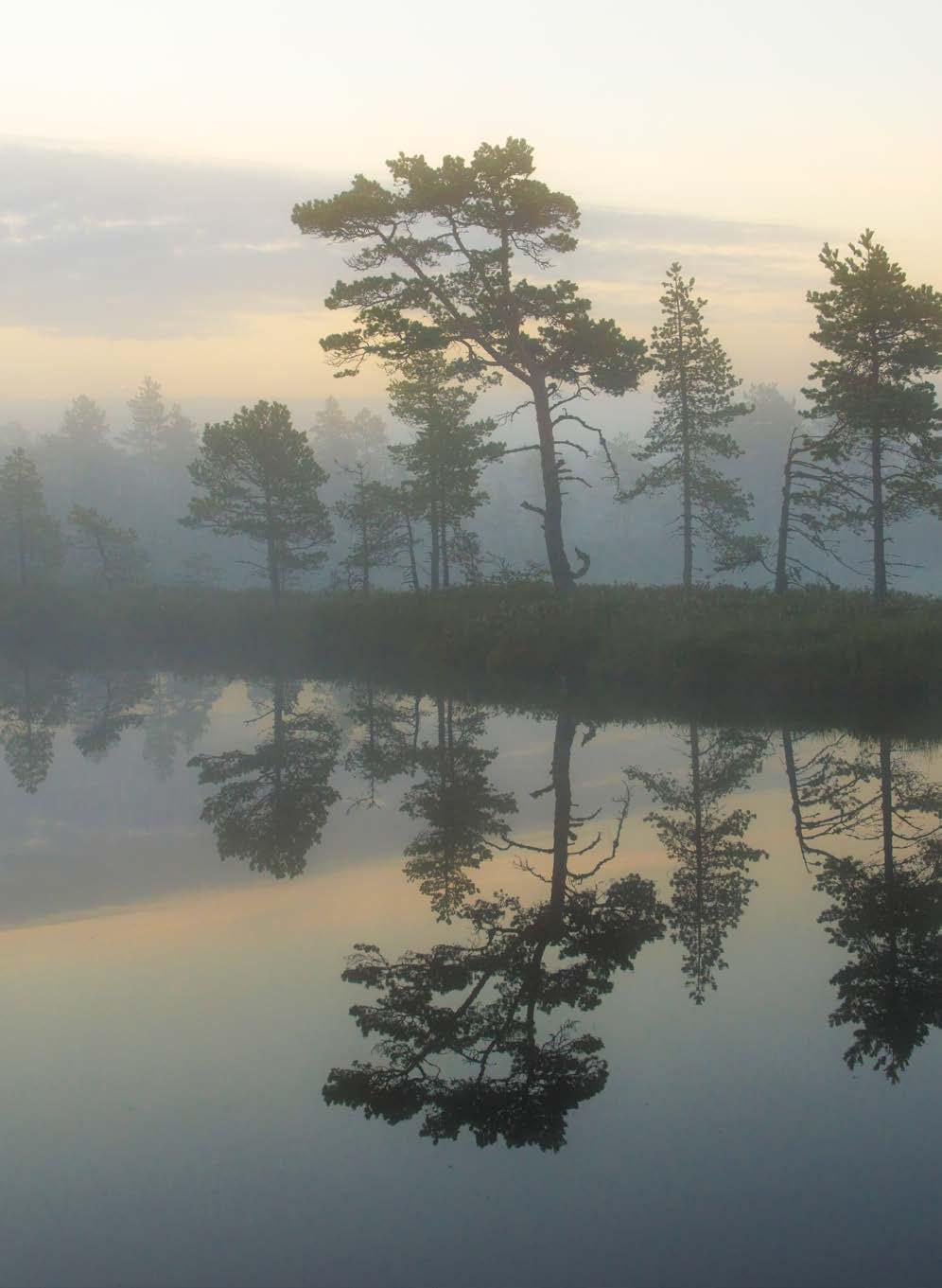 KAUHAJOKI ISOJOKI KARIJOKI SIIKAINEN HONKAJOKI KARVIA JÄMIJÄRVI KANKAANPÄÄ PARKANO TERTTU HERMANSSON projektipäällikkö p. +358 40 675 7363 terttu.hermansson@kankaanpaa.