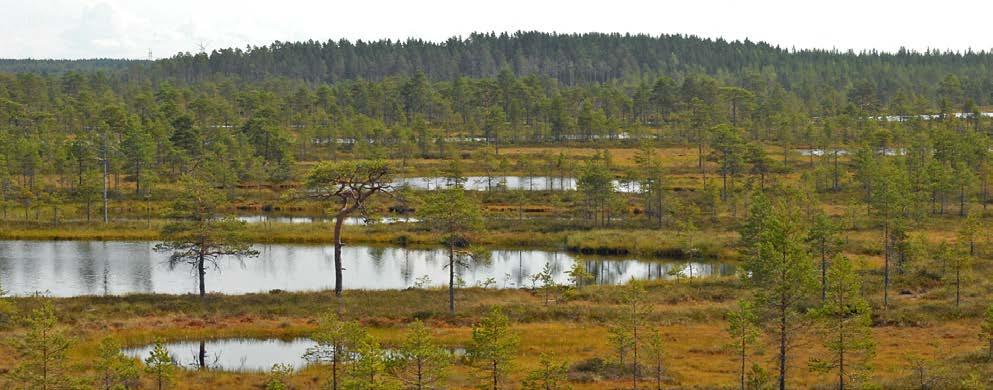 Avaa uusia ikkunoita elämääsi Lauhanvuoren-Hämeenkankaan Geopark-alue on näyteikkuna suomalaiseen suoluontoon.