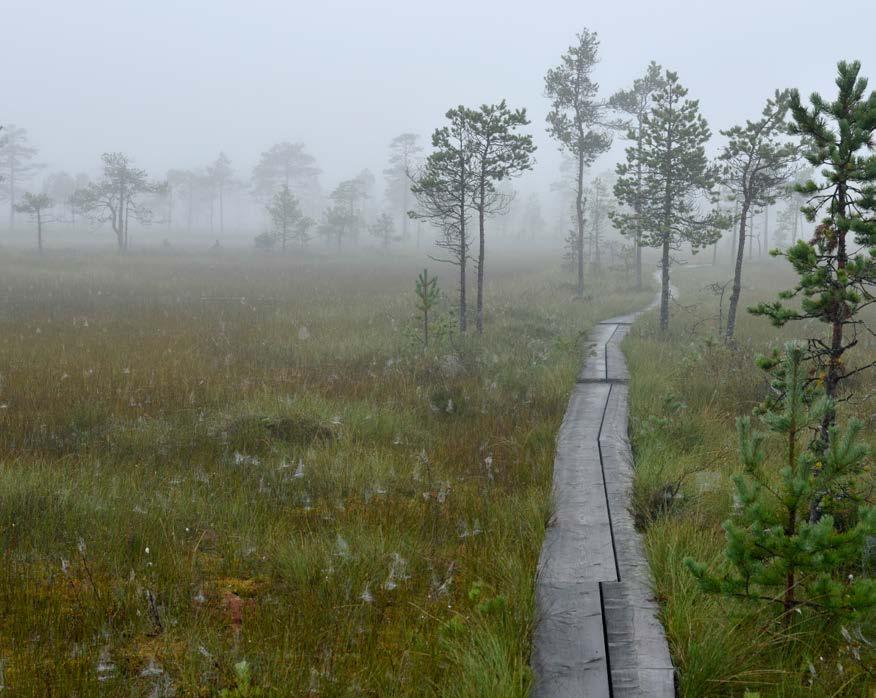 ulottuu koko kehoon. Erityisen arvokasta on, että marjat ovat puhtaita, suoraan mättäiltä syötäviä ja kaikkien kerättävissä.