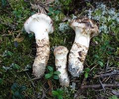 LAUHANVUORI-HÄMEENKANGAS GEOPARK Eira-Maija Savonen MATSUTAKE on uusi tryffeli Kuljet Geoparkin kuivilla mäntykankailla, hiekkaharjuilla tai kallioisissa sekametsissä ja yllättäen siinä se on