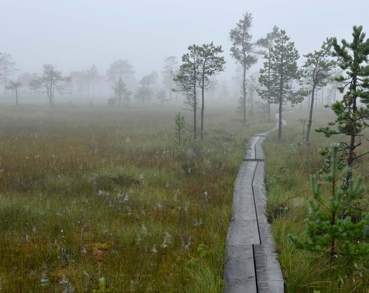 Vaikka asiantuntijat väittävät, ettei kukaan ole suohon hukkunut, epävarmuus kalvaa mieltä.