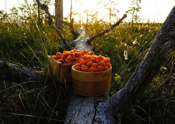 PAKKASTEN SAAVUTTUA suo muuttuu, kun kaiken päälle muodostuu jäinen kansi.