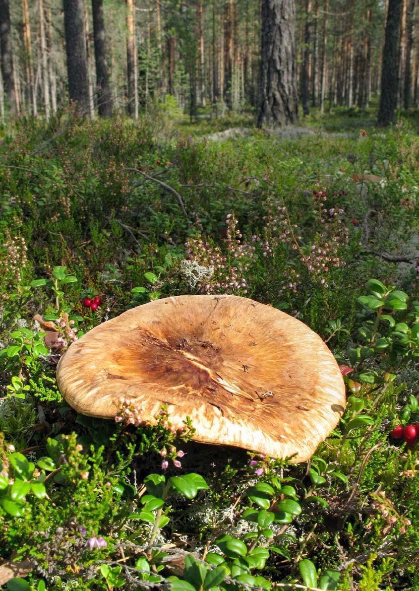 KuvaT: VILLE PURANEN JA EIRA-MAIJA SAVONEN Matsutake on tryffelinveroinen herkku ja hintakin samaa tasoa ainakin Japanissa. Se on nimensä mukainen, molemmilla kielillä sieni.