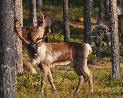 Kasvattaa vuodesta toiseen seitinohutta rihmastoaan mäntymetsän humuksessa ja hiekassa. Hitaasti sen runsas rihmasto etenee kehämäisesti ulospäin.