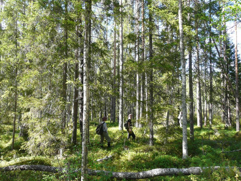 19 1.8 Tavoitteeksi monimuotoinen ja -käyttöinen metsäluonto Metsäisten virkistysalueiden riittävä pinta-ala ja helppo saavutettavuus kaikille kuntalaisille ovat tärkeitä.