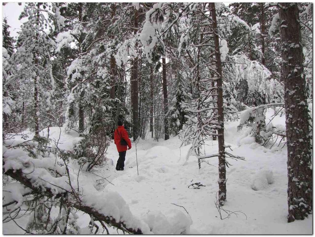 35 Espoon Näkinmetsän puolesta on käyty monipolvista kamppailua. Alue on osa maakunnallisesti arvokasta metsäekologista yhteyttä.