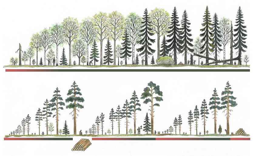 44 3.1.1 Metsätalouden vaikutukset metsän virkistysarvoille Valtaosa virkistyskäyttäjistä arvostaa metsää, jossa kasvaa suuria puita ja joka on helppokulkuinen ja turvallinen (Vuohijoki 2010).