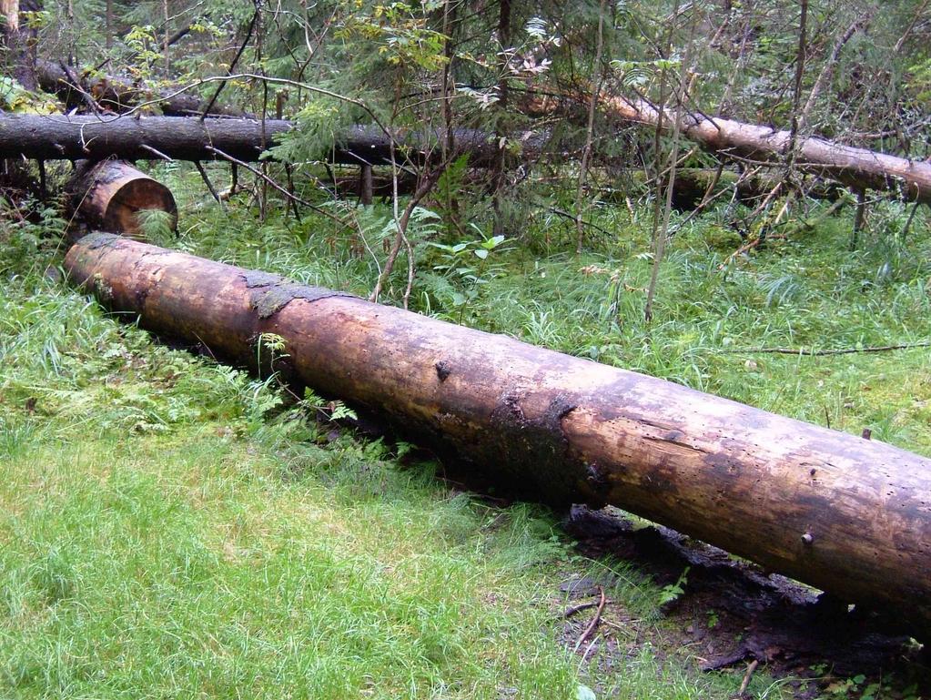 46 puustoltaan yksipuolisissa metsissä, kuten lähes lehtipuustottomassa tasaikäisessä istutuskuusikossa tai -männikössä tehtävä lehtipuuta suosiva harvennus, jossa jäljelle jäävän puuston tiheys