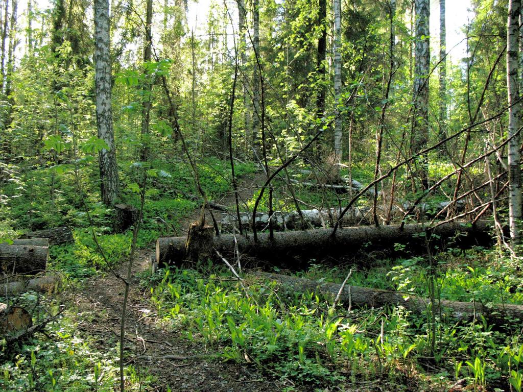 49 Polun kohdalla kaatuneisiin puihin voi sahata kulkuaukon. Kuva Kaisa Illukka. väliset metsät.