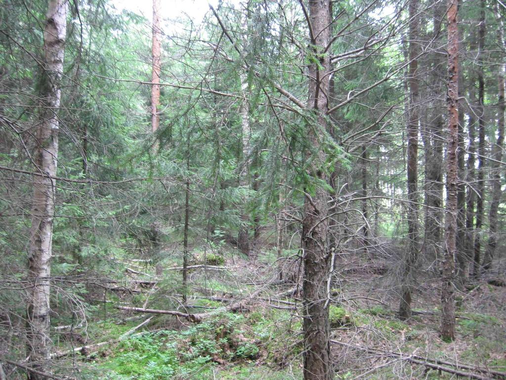 62 4.2 Eri-ikäisrakenteinen metsätalous on kilpailukykyinen vaihtoehto Valtaosaa Suomen metsistä hoidetaan tasaikäisrakenteisina.