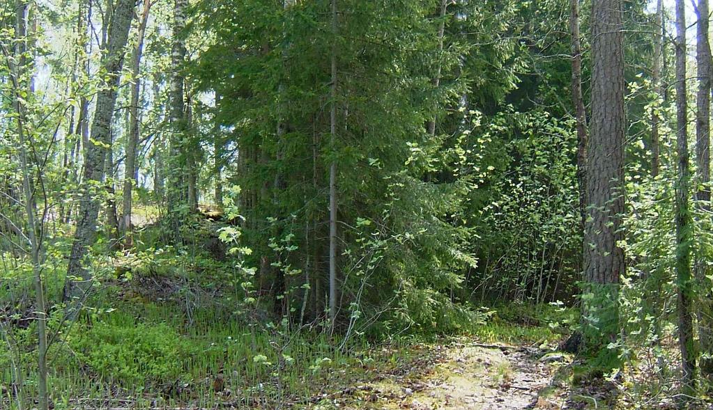 89 Metsän tuntuun vaikuttaa olennaisesti metsän tiheys. Kuva: Laura Räsänen. päässä puiston reunasta (Lönnqvist & Tyrväinen 2009).