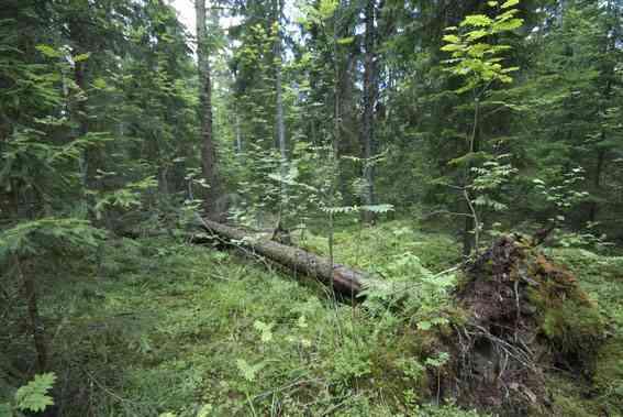 97 Liite E: Tapausesimerkit E.1 Vantaan menestysarina Keijo Savola Vantaan kaupunki on merkittävä metsänomistaja, joka omistaa noin 3600 hehtaaria metsätalousmaata.
