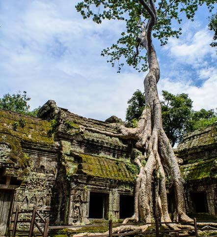 Angkor Thomin alueella näemme myös kauniita seinäkaiverruksia, Elefanttiterassin, kuninkaallisen palatsin alueen sekä Phimeanakasin pyramiditemppelin.