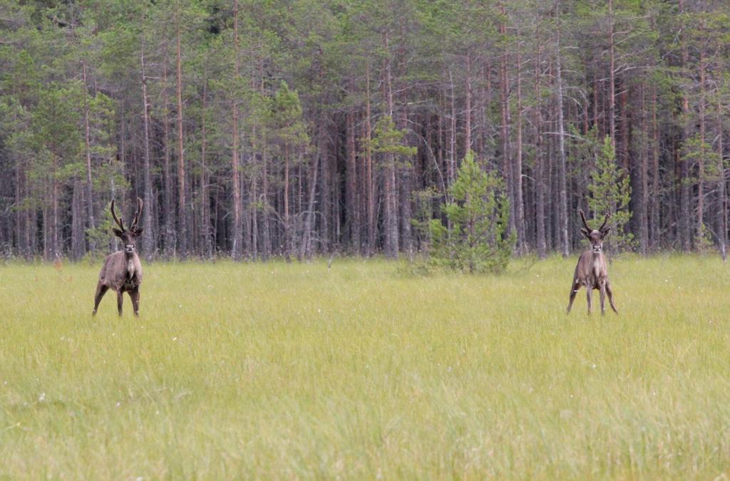 Sidonnaisuudet (Ilkka Kunnamo) Kehitän päätöksentukea ja toimin lääkärin tietokantojen toimittajana Kustannus Oy Duodecimin palveluksessa.