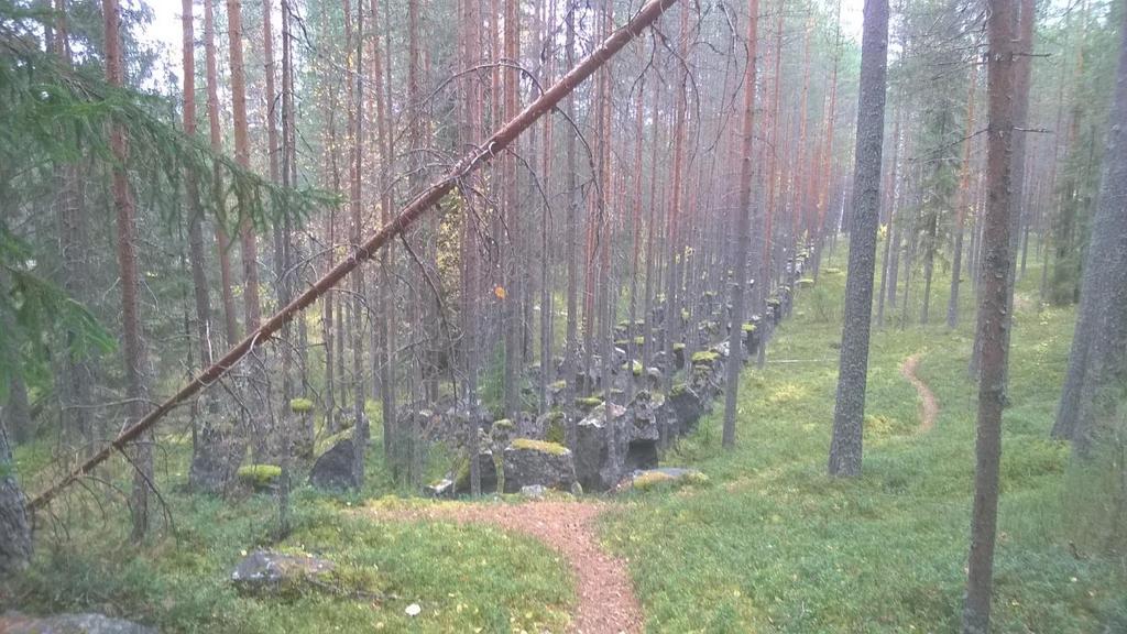 Salpalinja metsän peitossa Lieksan