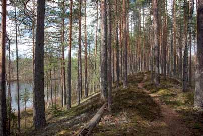 Alueen keskellä on kota, jolta eteenpäin voit jatkaa retkeä joko Kelesjärven itä- tai länsipuolista harjua. Hyvä tietää P-alueella on harjulle ohjaava opasviitta.