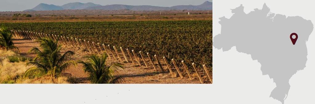 San Francisco Vale Brasilia The blue sky, the great lighting, the fertile soil and water aplenty have transformed the region of the San Francisco Vale into one of the greatest wine producers in