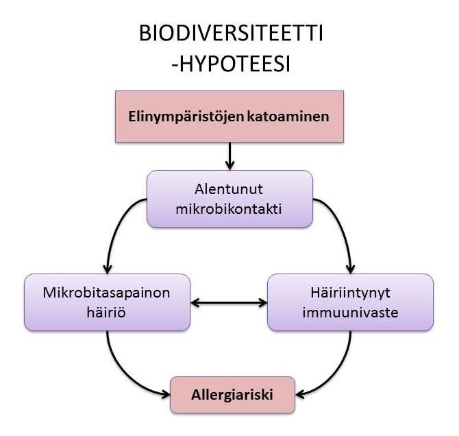 Terveyden biodiversiteettihypoteesi Esittää, että kosketus luontoon hyödyttää ihmisen mikrobistoa, vahvistaa immuunipuolustusta ja siten suojaa sairauksilta Immuunijärjestelmä tarvitsee