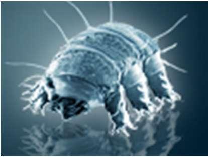 Hyönteisten talvi Selkärangattomat eivät oikein selviä talviolosuhteista muuten kuin kylmänhorroksessa. Hyönteiset pystyvät väkevöittämään solunesteensä, jos viilentyminen on tarpeeksi hidasta.