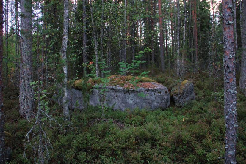 3.2. Liito-oravaselvitys 3.2.1 Johdanto Liito-orava (Pteromys volans) kuuluu EU:n Luontodirektiivin liitteen IV lajeihin ja on siten erityisesti suojeltu laji koko EU:n alueella.