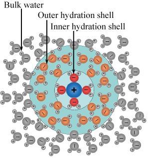 Hydraatiovaippa dynaaminen Vaihtotaajuus > 10 8 s 1 fysiologisille ioneille (paitsi Mg, jolle ~ 10 5 s 1 ) H OH O