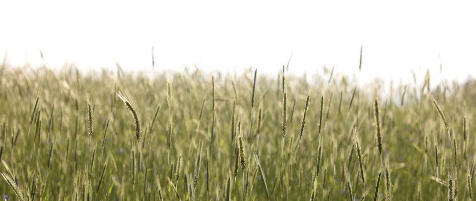 Luke in a nutshell Natural Resources Institute Finland (Luke) is a research and expert organization with expertise in renewable natural resources and sustainable food production.