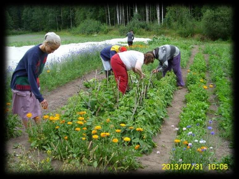 Green Care -työtoiminnan uusi tuleminen osaksi kuntoutumista Luonnon hyvinvointivaikutusten