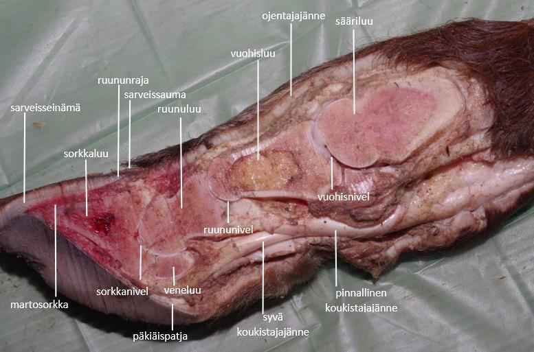 Sarveinen suojaa sorkan sisempiä osia. Uloimman sarveissorkan ja sarveistuneen ihon tehtävänä on torjua ulkoisia taudinaiheuttajia ja muodostaa sorkkaan kulumista kestävä pinta.