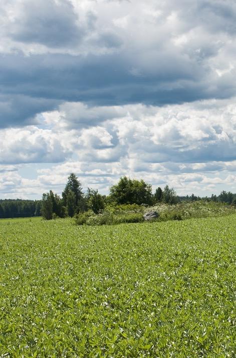 RUOAN YMPÄRISTÖ- VAIKUTUKSET Osa ihmisistä haluaa luopua lihasta kokonaan tai osittain Syynä voi olla myötätunto eläimiä kohtaan tai lihansyönnin vaikutukset ympäristöön Palkokasvien viljely vaatii