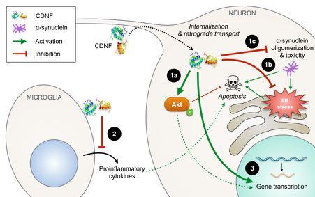 CDNF vaikuttaa useisiin Parkinsonin taudin mekanismeihin 1a CDNF edistää kinaasientsyymin toimintaa, mikä vähentää stressaantuneiden tai vaurioituneiden hermosolujen kuolemista 1b CDNF vuorovaikuttaa