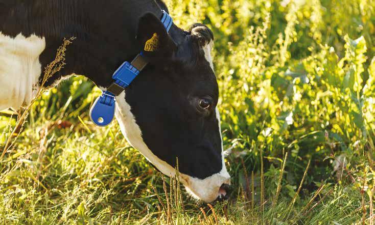 Paranna karjasi terveyttä ja jalostuksen tehokkuutta Lehmien seuranta on osa nykyaikaista maidontuotantoa.