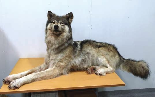 asti, sillä siellä tavataan lintulajeja, lähinnä kahlaajia, joita ei pesi missään muualla maailmalla. Tämä tekee alueesta erittäin suositun ja samalla myös pesimäkannasta helposti haavoittuvan.