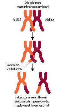 Geneettinen sukulaisuus DNA kertoo perimästä paljon muutakin kuin isä- ja äitilinjat.