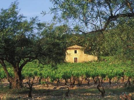 Nämä viljelijät suhtautuvat viininviljelyyn lähes luostarimaisella hartaudella. Meneillään olevan laadullisen vallankumouksen seurauksena Languedocin pitkäaikainen alemmuudentunto näyttää katoavan.