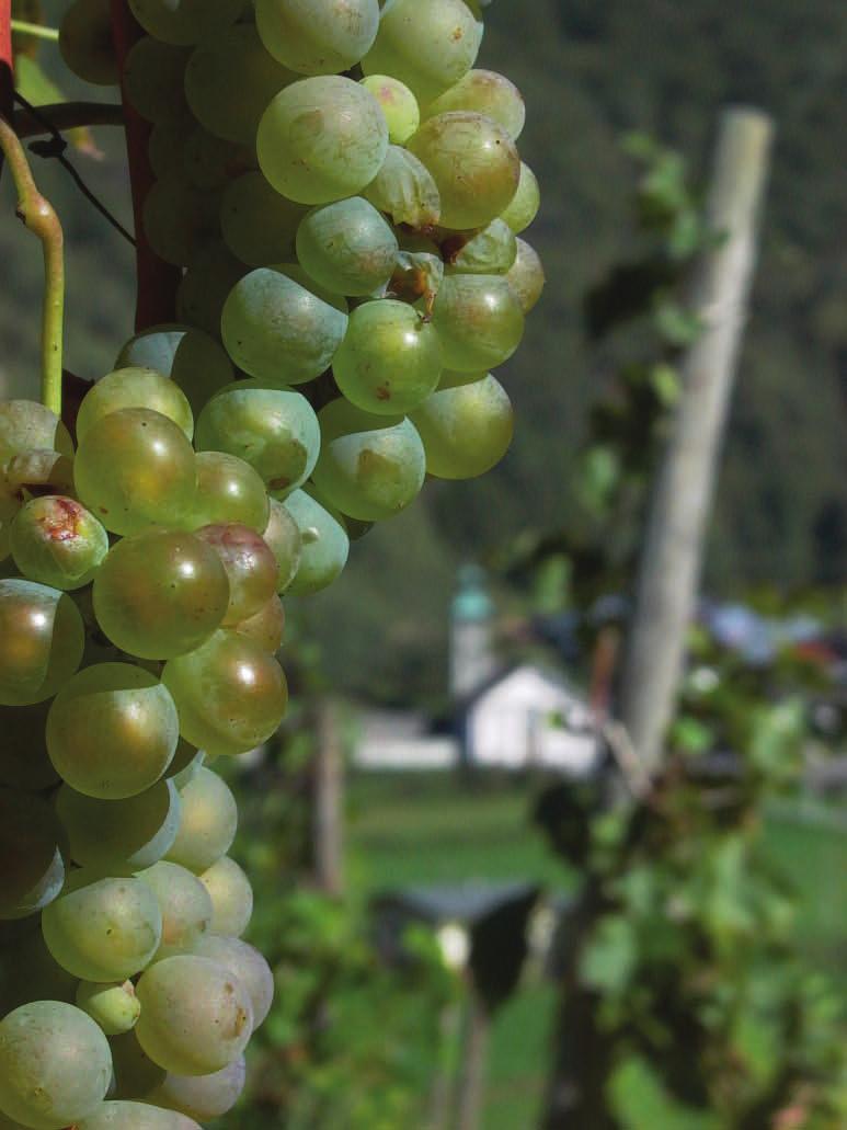 Savoie tuottaa tavattoman paljon erilaisia viinejä, joita ei kannata aliarvioida.
