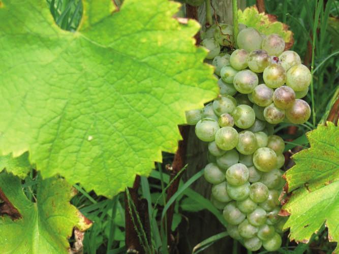 Nämä viinit muistuttavat siinä Hermitagen suuria valkoviinejä, että ne vanhenevat hyvin ja aromit kehittyvät kompleksisiksi: kuivattuja hedelmiä, tryffeliä ja hunajaa.