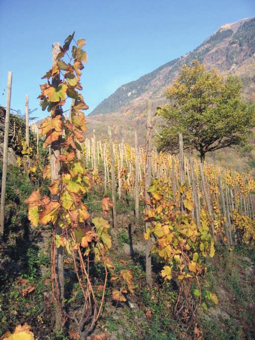 (jatkoa sivulta 5) rutiininomaista viininvalmistusta ja hallinnollisia esteitä vastaan. Michel on nimittäin sitä mieltä, että myös Savoiessa on mahdollista valmistaa huippuviinejä.